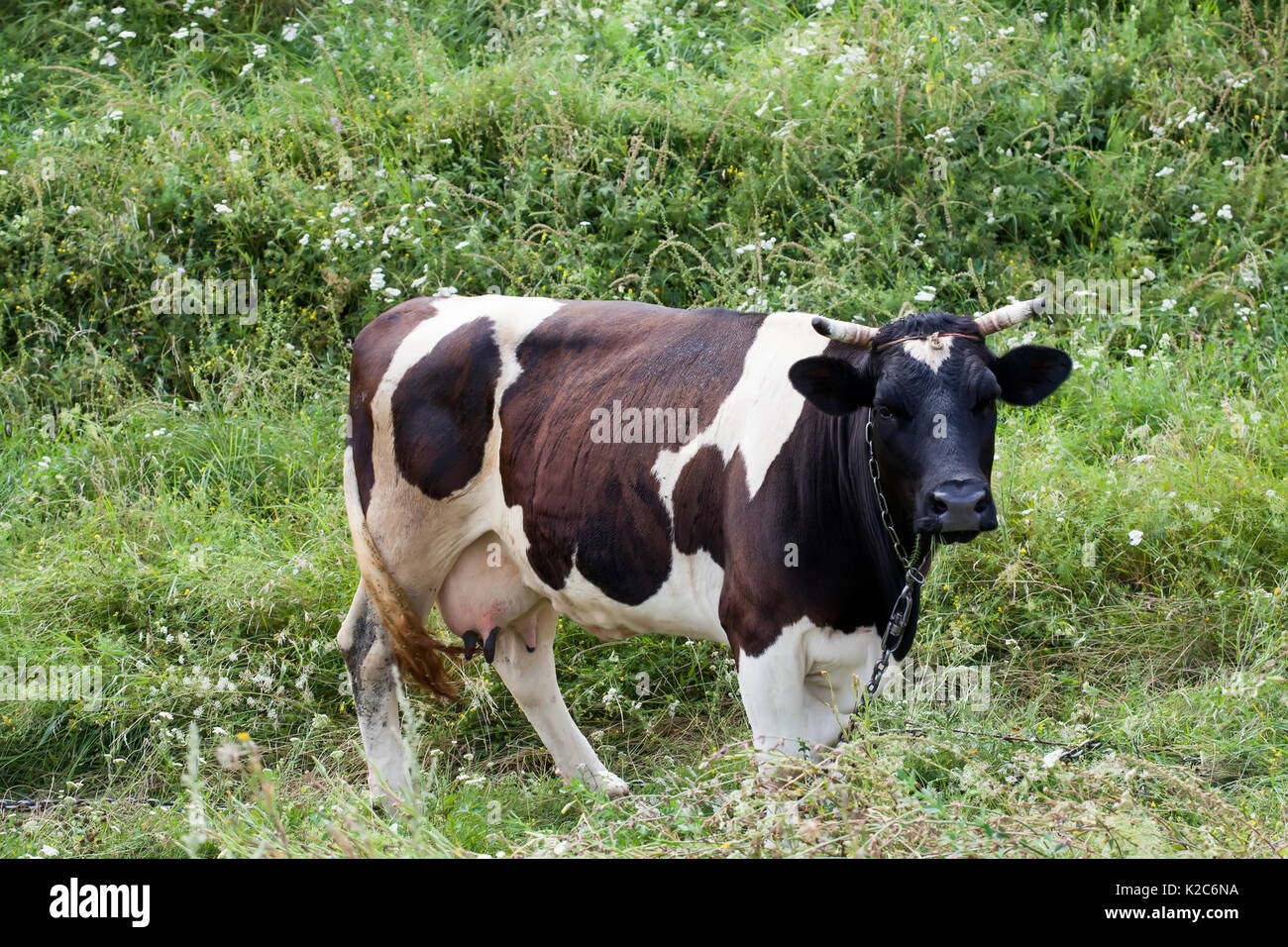 Cow Tail High Resolution Stock Photography and Images Alamy