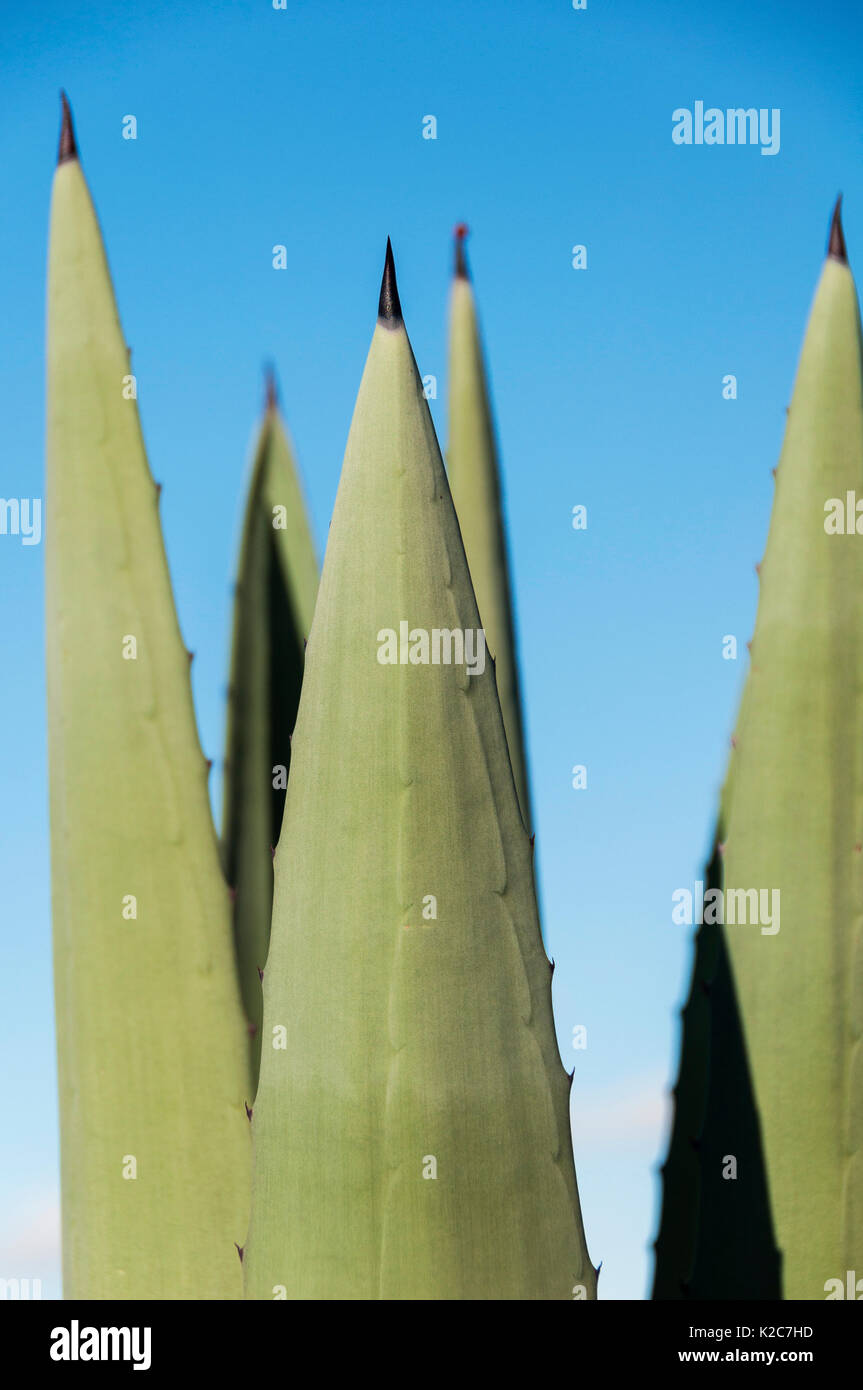 Pointy aloe vera branches looking like crayons. Stock Photo
