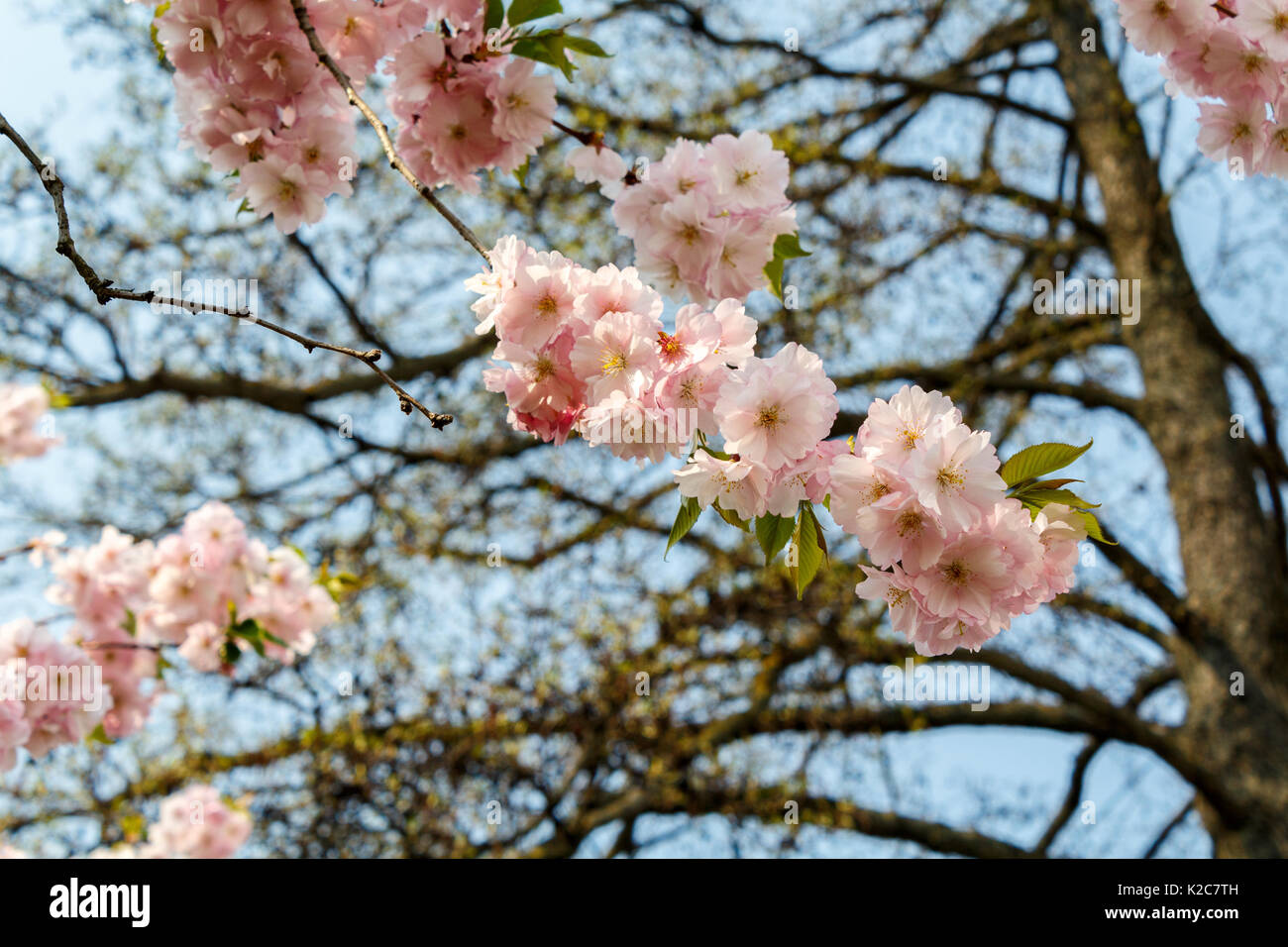 Beautiful cherry blossom sakura in spring time over blue sky Stock ...
