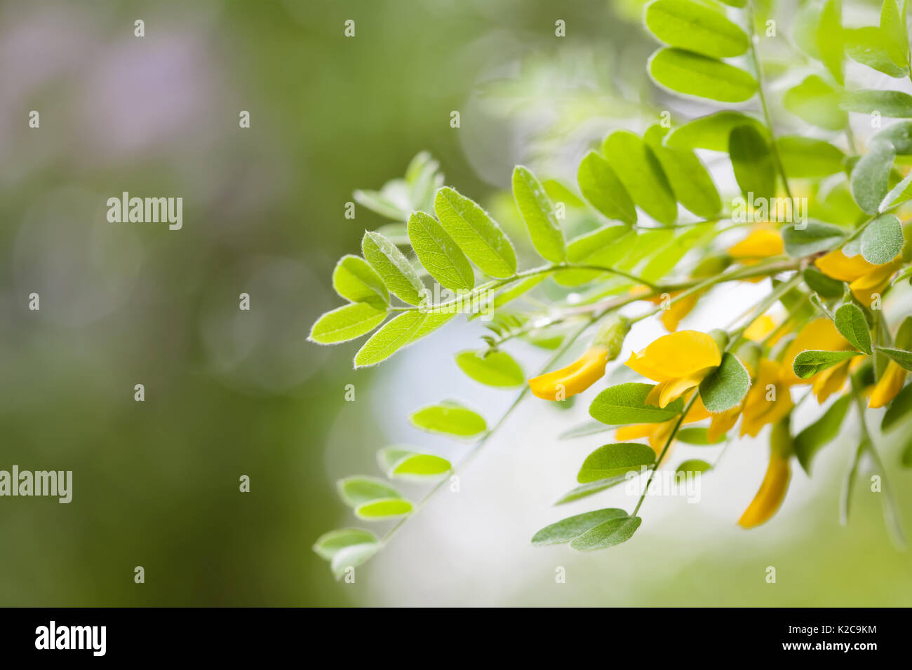Caragana Stock Photos Caragana Stock Images Alamy