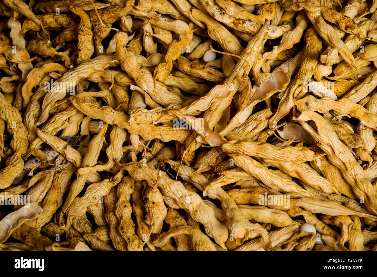 Dried Heirloom Shell Beans Stock Photo Alamy