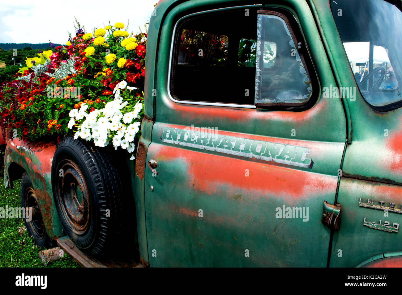 Flowers planted in bed of old pickup truck Stock Photo