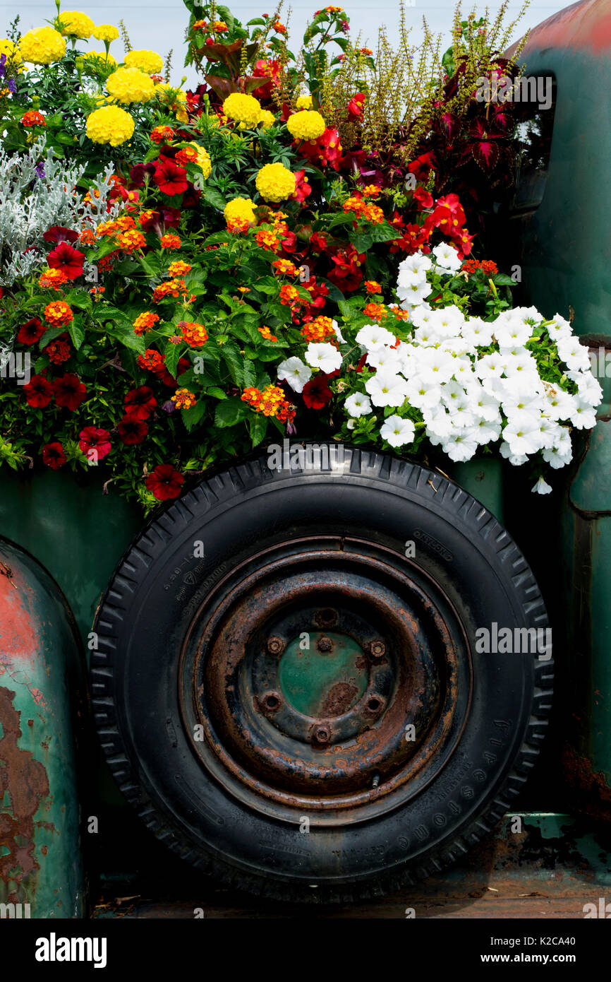 Flowers planted in bed of old pickup truck Stock Photo