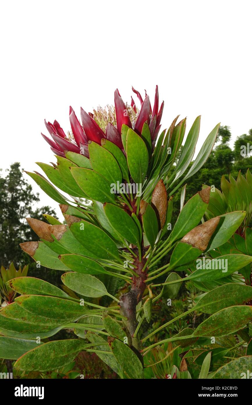 King protea, Protea cynaroides, Kula Botanical Garden, Kula, Maui, Hawaii Stock Photo