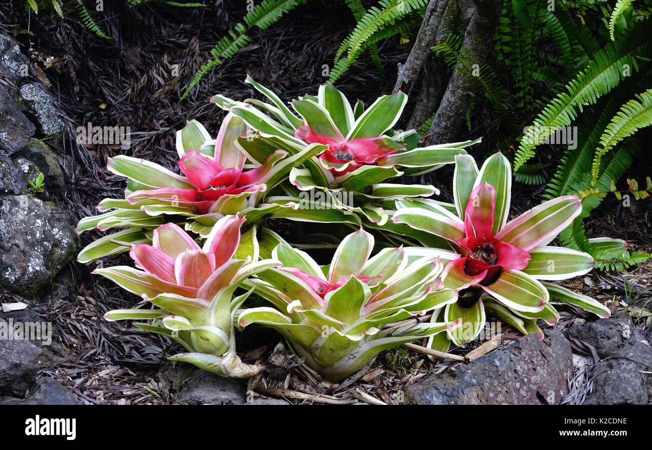 Bromeliads, Kula Botanical Garden, Kula, Maui, Hawaii Stock Photo