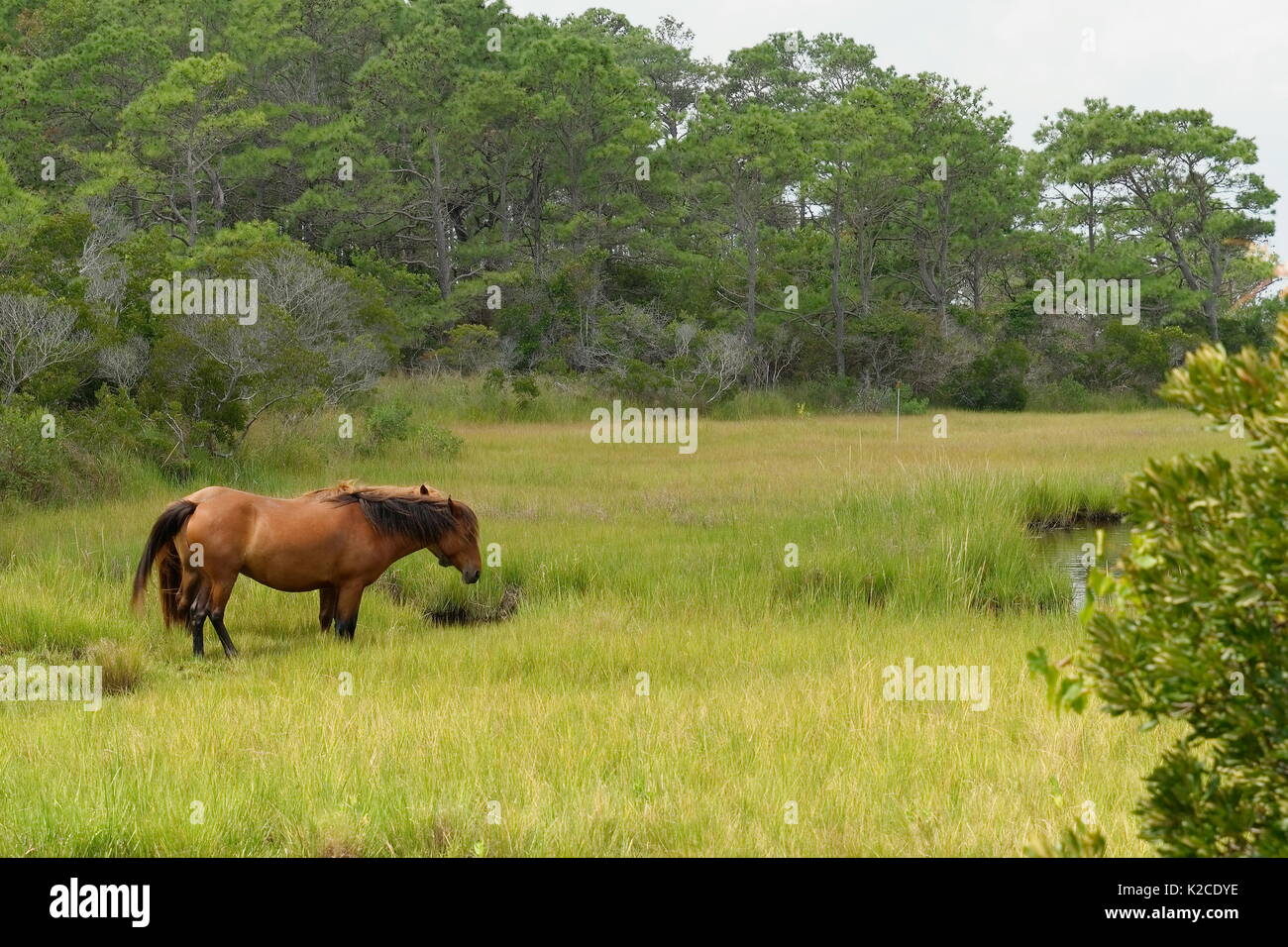 Assateague Island Wild Horses Stock Photo