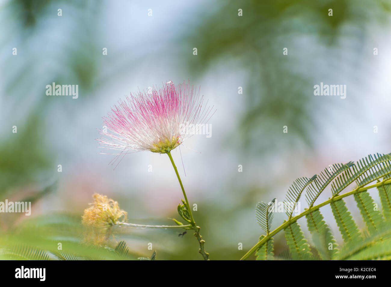 Close up of a silk tree flowers with a blurred background Stock Photo