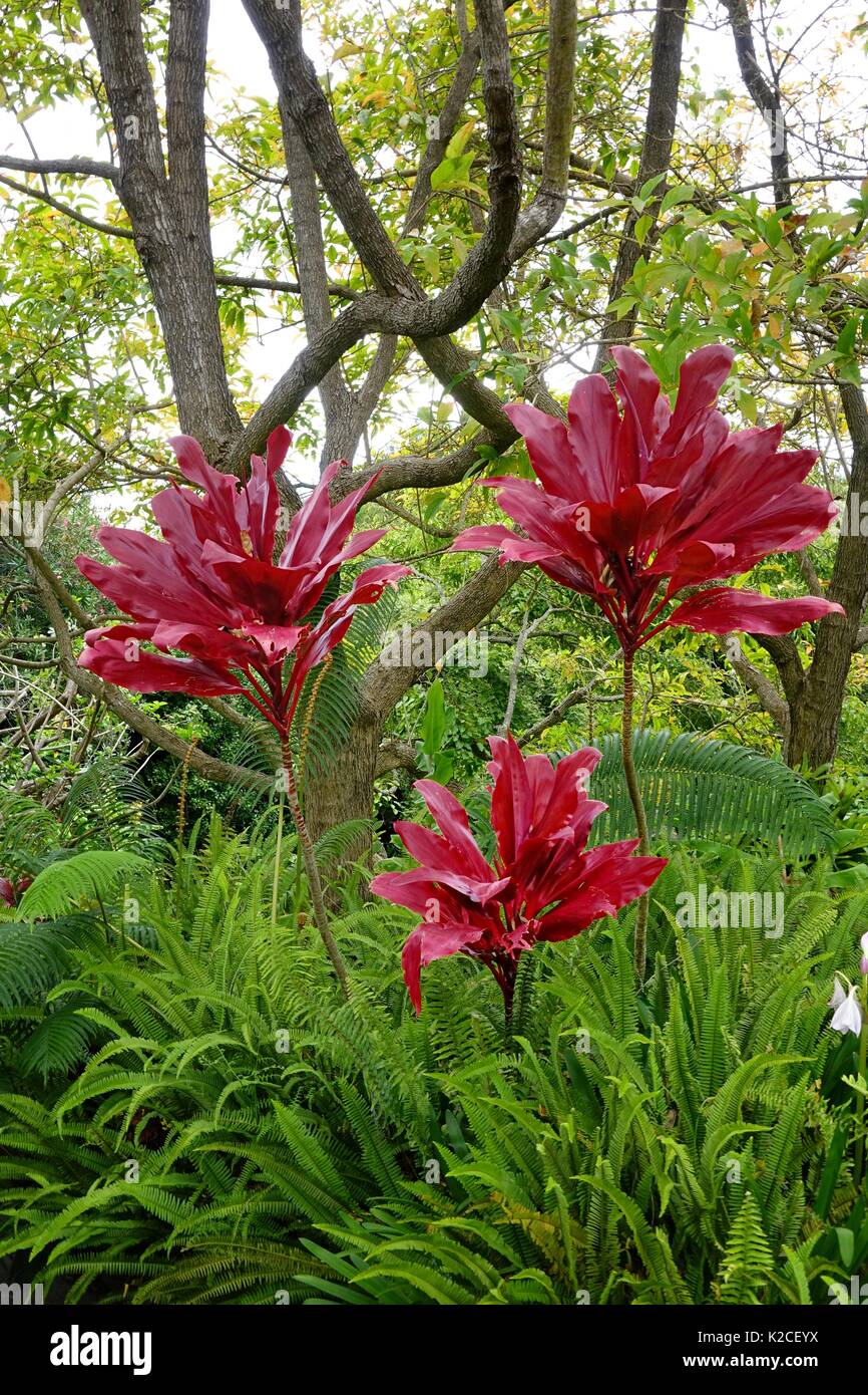 Large ti plants, Maui, Hawaii Stock Photo