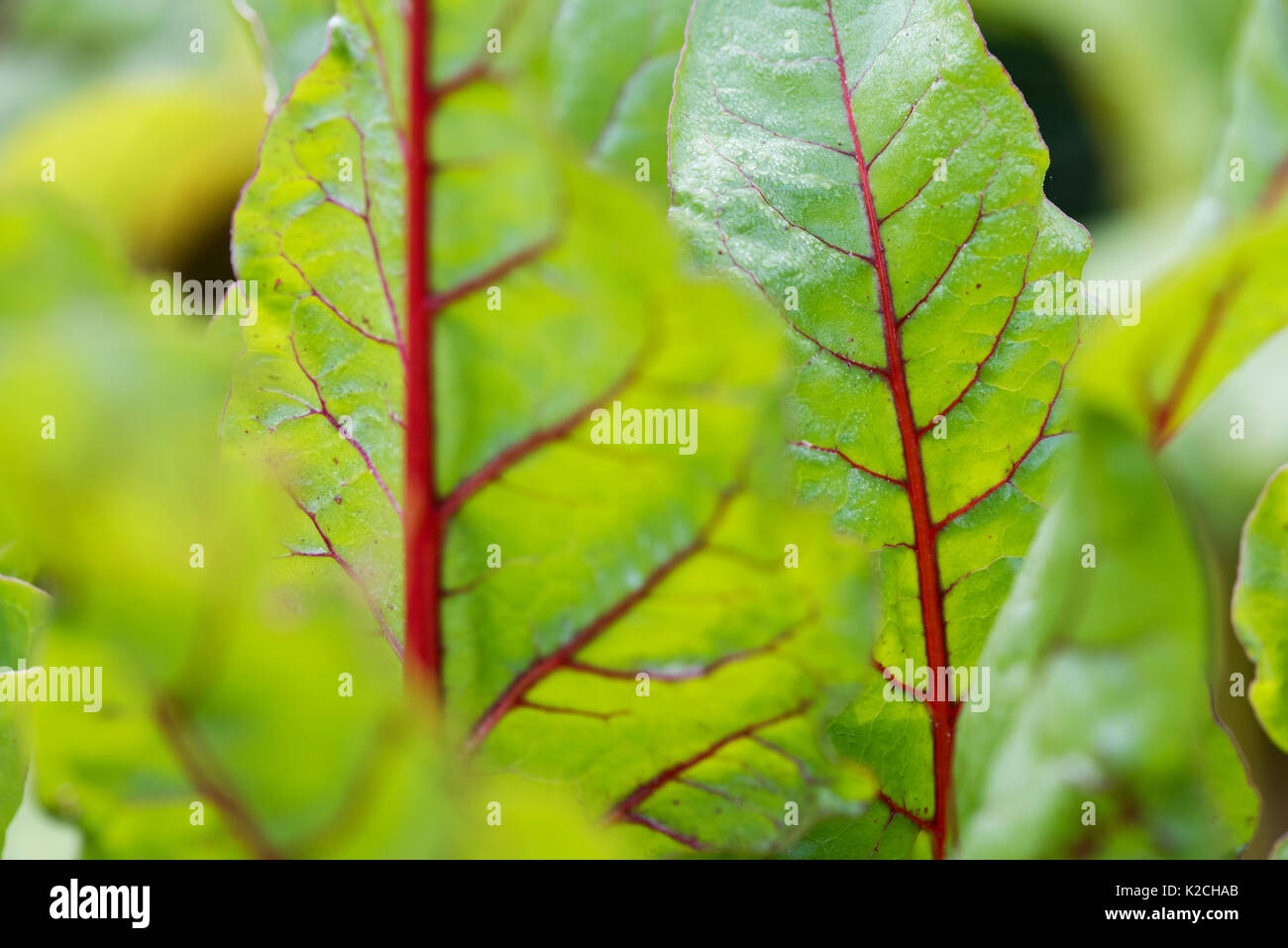 Beta vulgaris. Young Swiss chard 'bright lights' in a vegetable patch Stock Photo