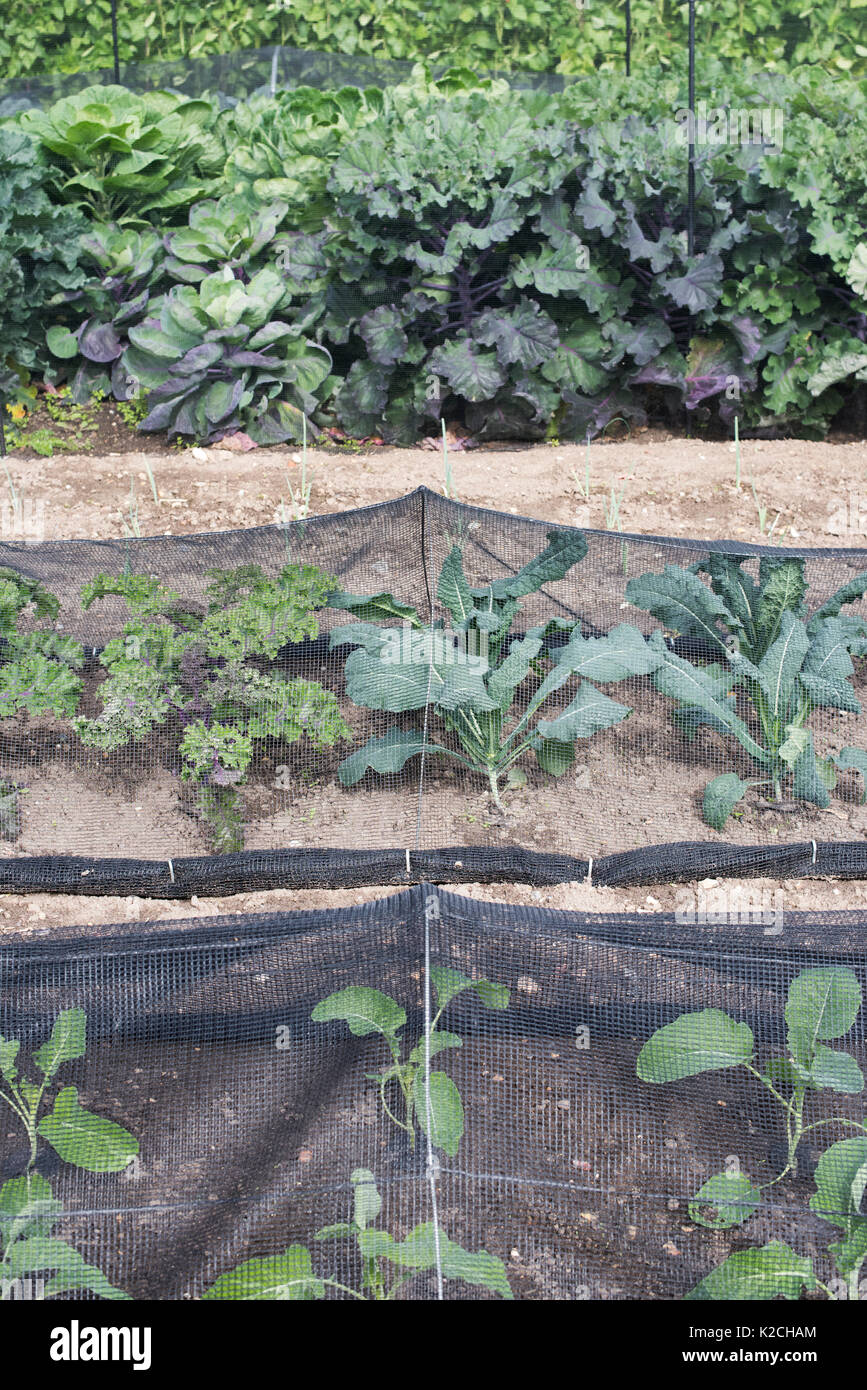 Brassica oleracea plants including Kale and cabbage growing under netting in an english vegetable garden. UK Stock Photo