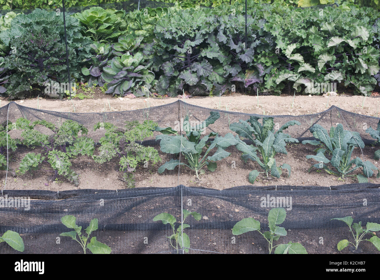 Brassica oleracea plants including Kale and cabbage growing under netting in an english vegetable garden. UK Stock Photo