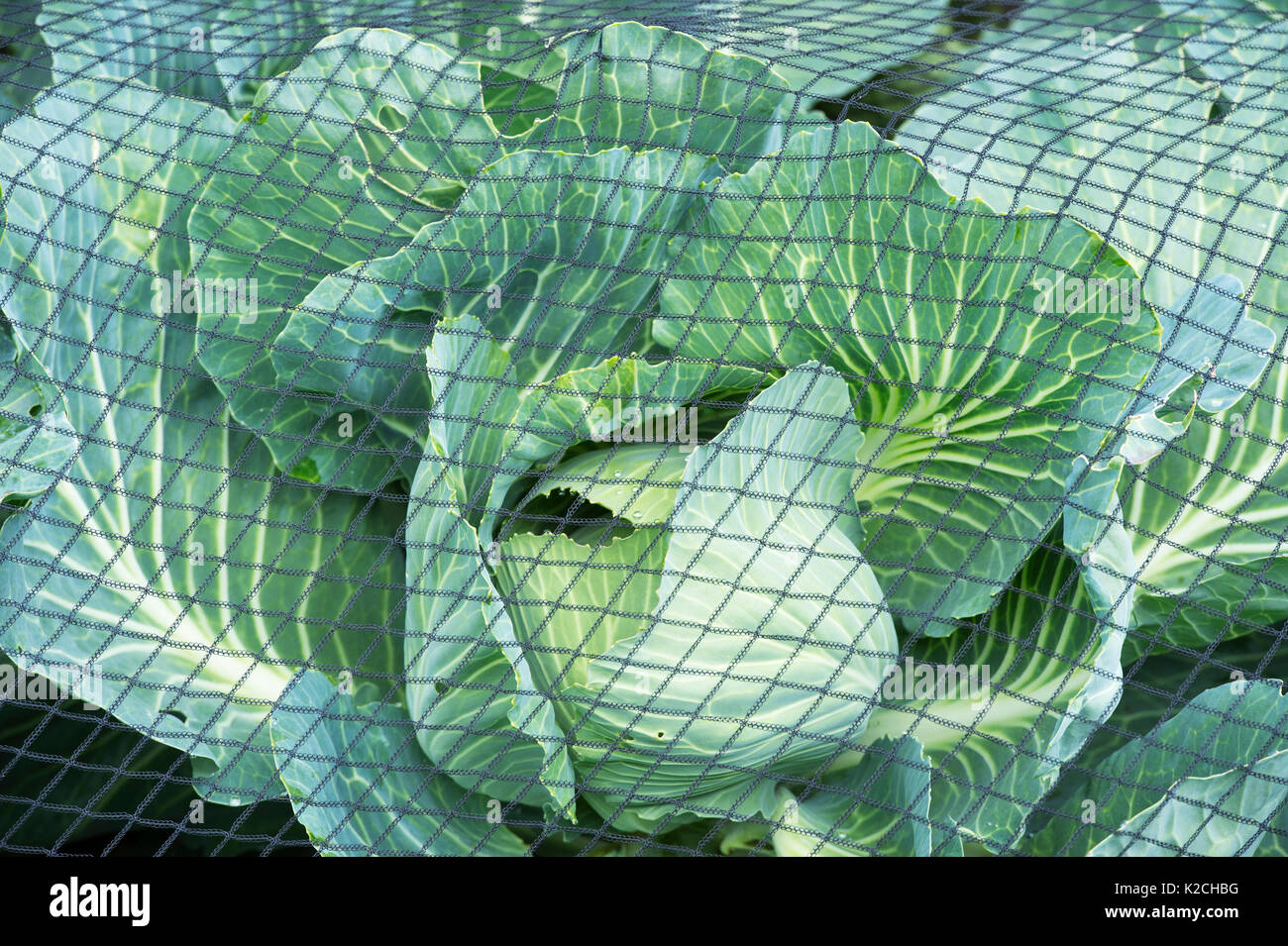 The first clubroot resistant red cabbage variety. Cabbage plants growing under netting in an
