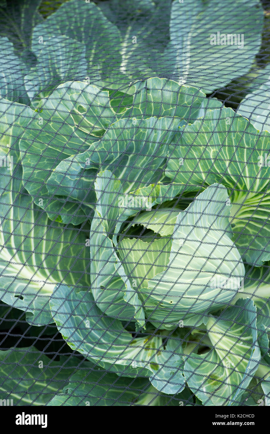 The first clubroot resistant red cabbage variety. Cabbage plants growing under netting in an