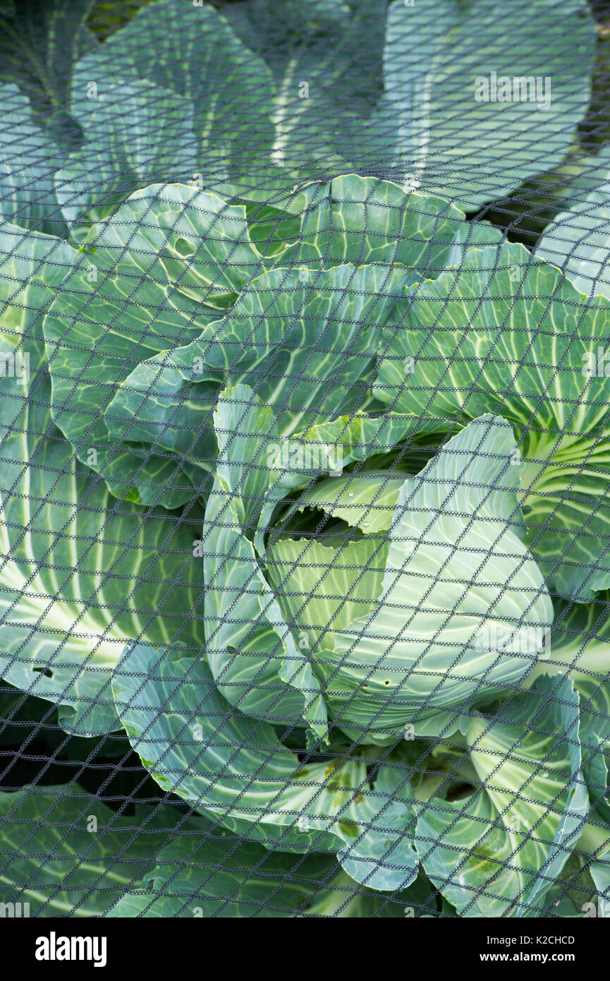 The first clubroot resistant red cabbage variety. Cabbage plants growing under netting in an english vegetable garden. UK Stock Photo