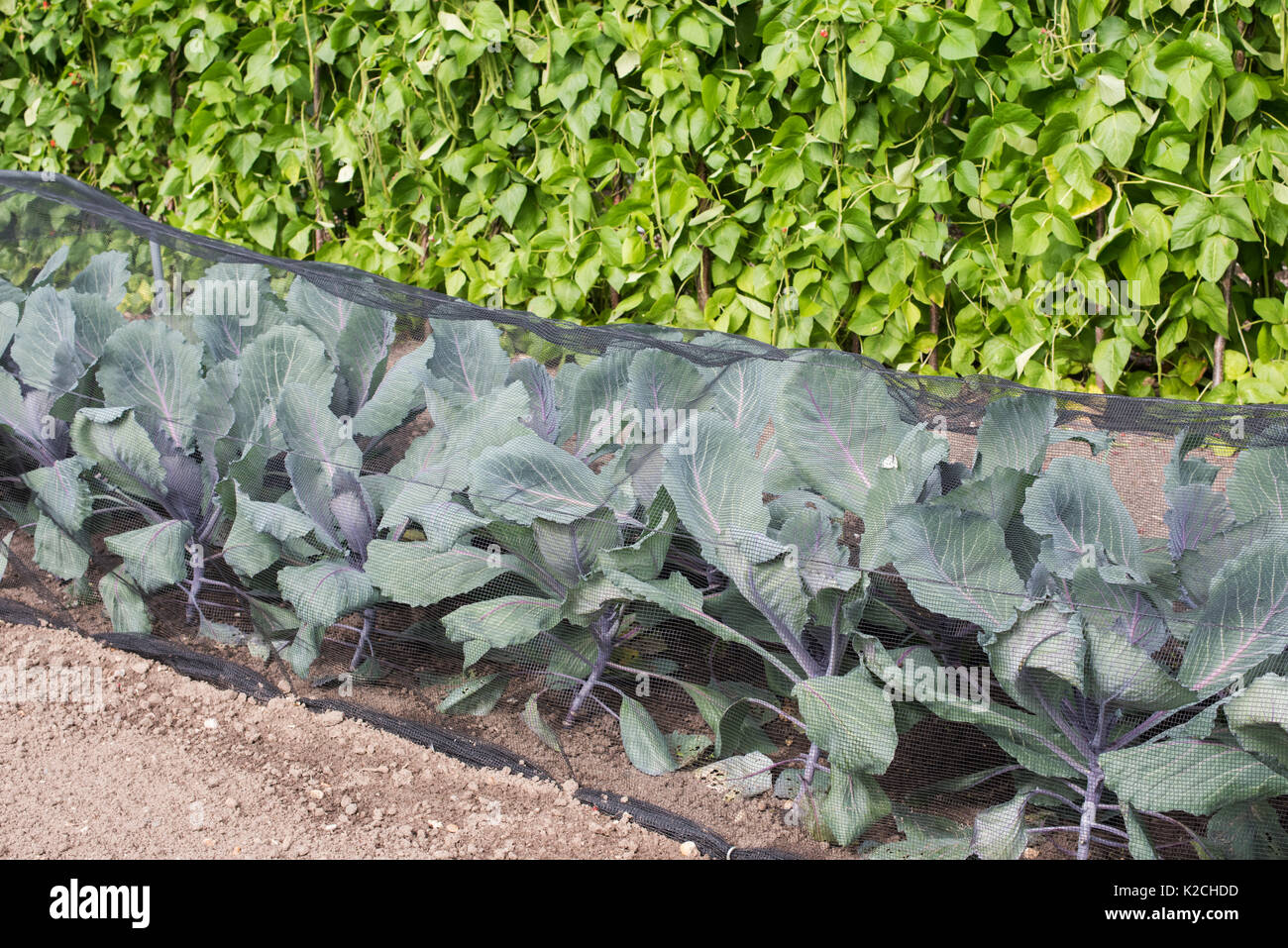 Brassica oleracea. Cabbage lodero F1 plants growing under netting in an english vegetable garden. UK. The first clubroot resistant red cabbage variety Stock Photo