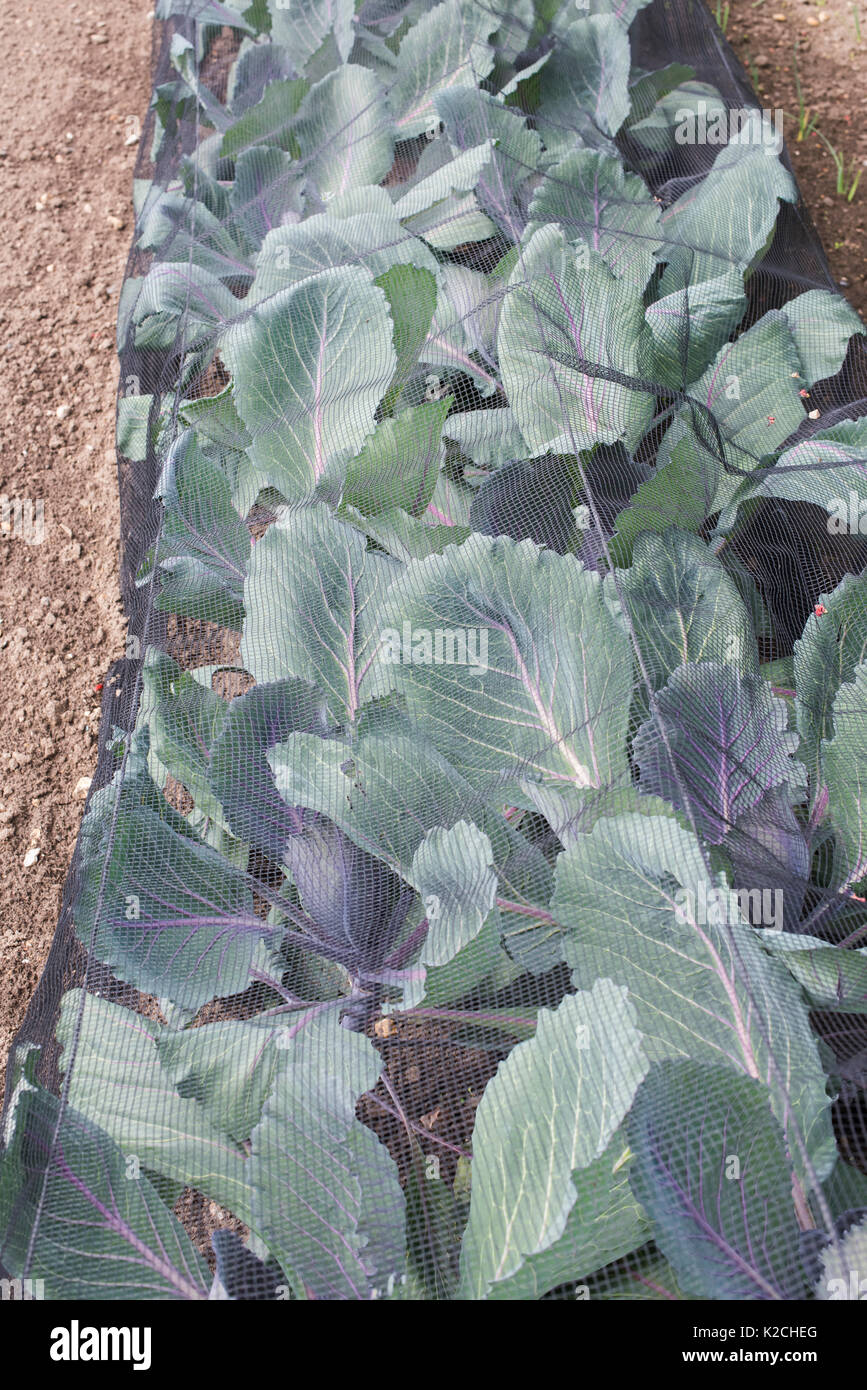 Brassica oleracea. Cabbage lodero F1 plants growing under netting in an english vegetable garden. UK. The first clubroot resistant red cabbage variety Stock Photo