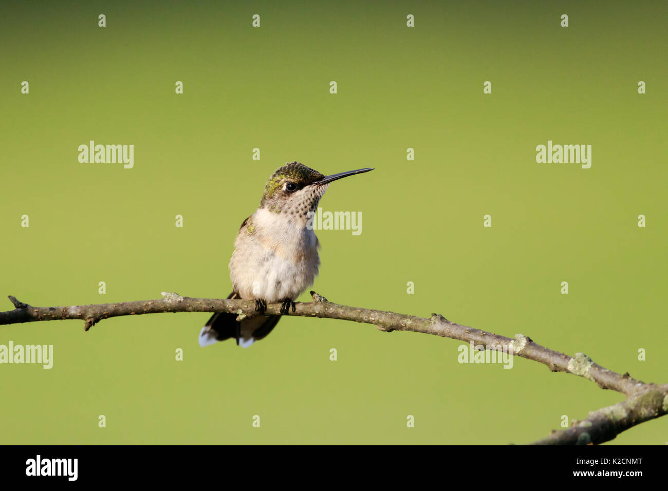 Female Ruby-throated hummingbird, Archilochus colubris, perched on a branch looking left toward viewer, shot from her front. Stock Photo