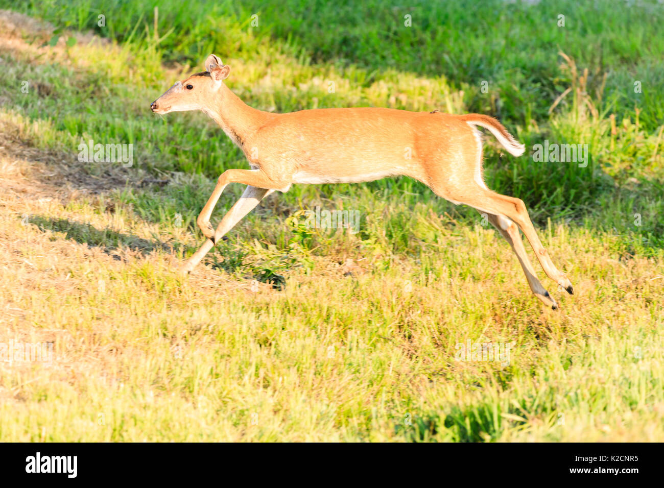 A White-tailed doe running into the brush at Bald Knob National Wildlife Refuge. Stock Photo