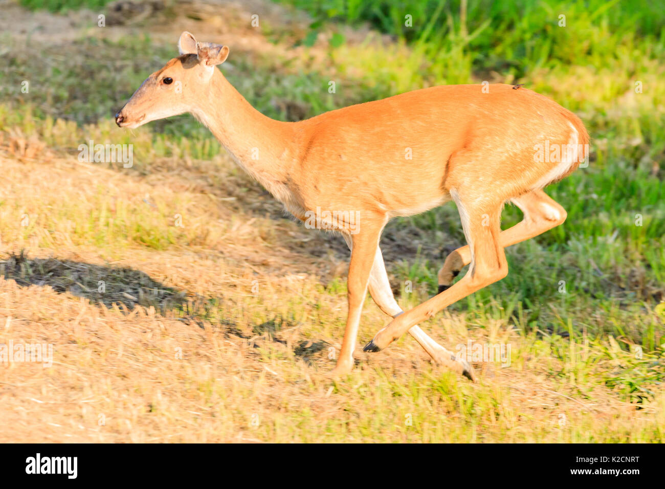 A White-tailed doe running into the brush at Bald Knob National Wildlife Refuge. Stock Photo