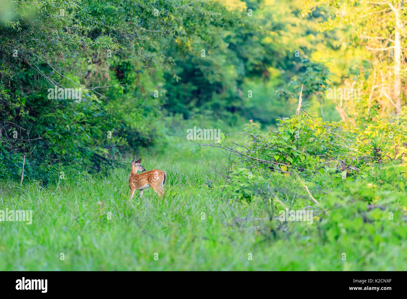 A White-tailed fawn grazing along a trail in Bald Knob National Wildlife Refuge. Stock Photo