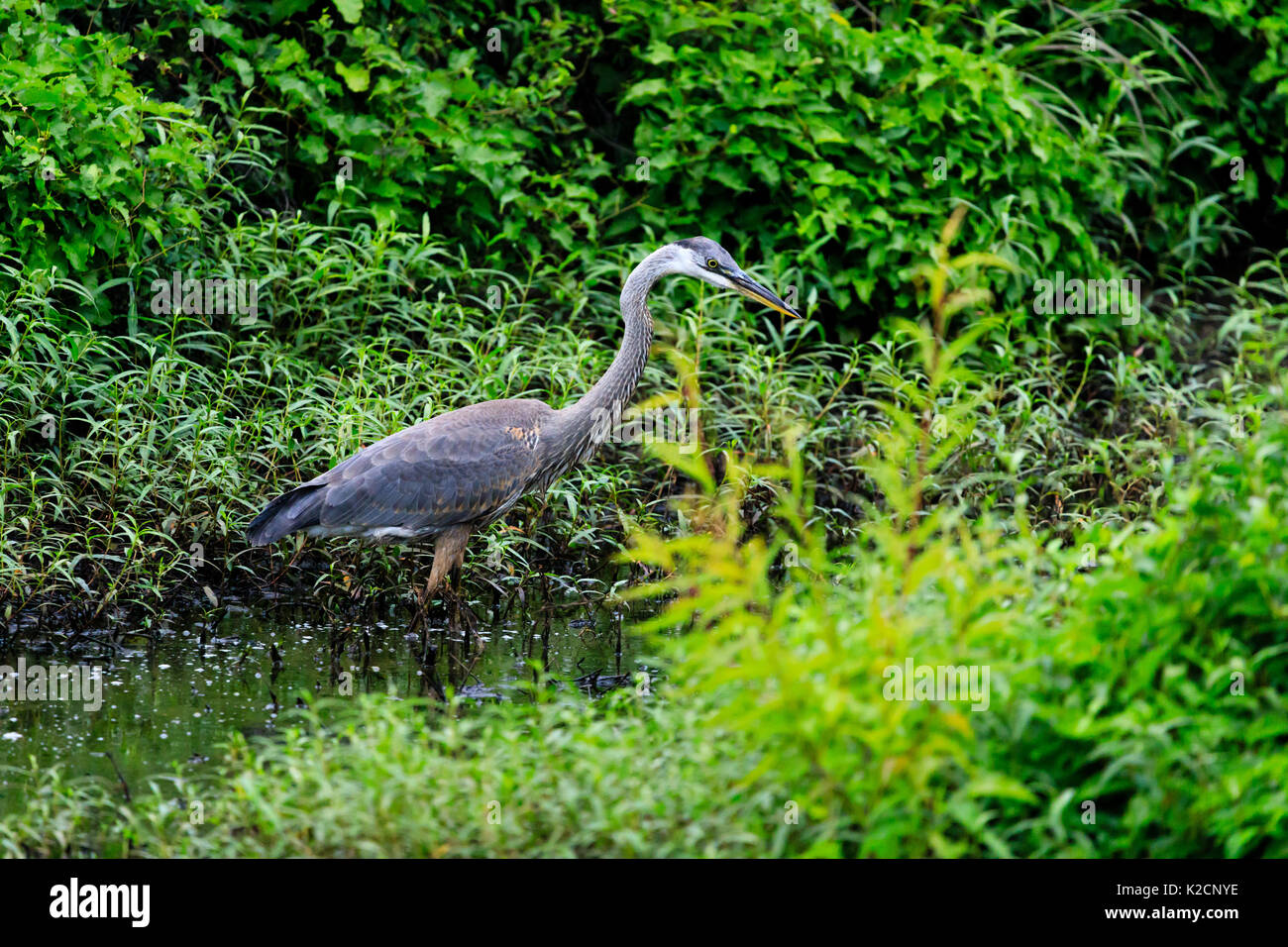 A Great Blue Heron standing in a small stream waiting to strike an unlucky fish as it swims past in Bald Knob National Wildlife Refuge. Stock Photo