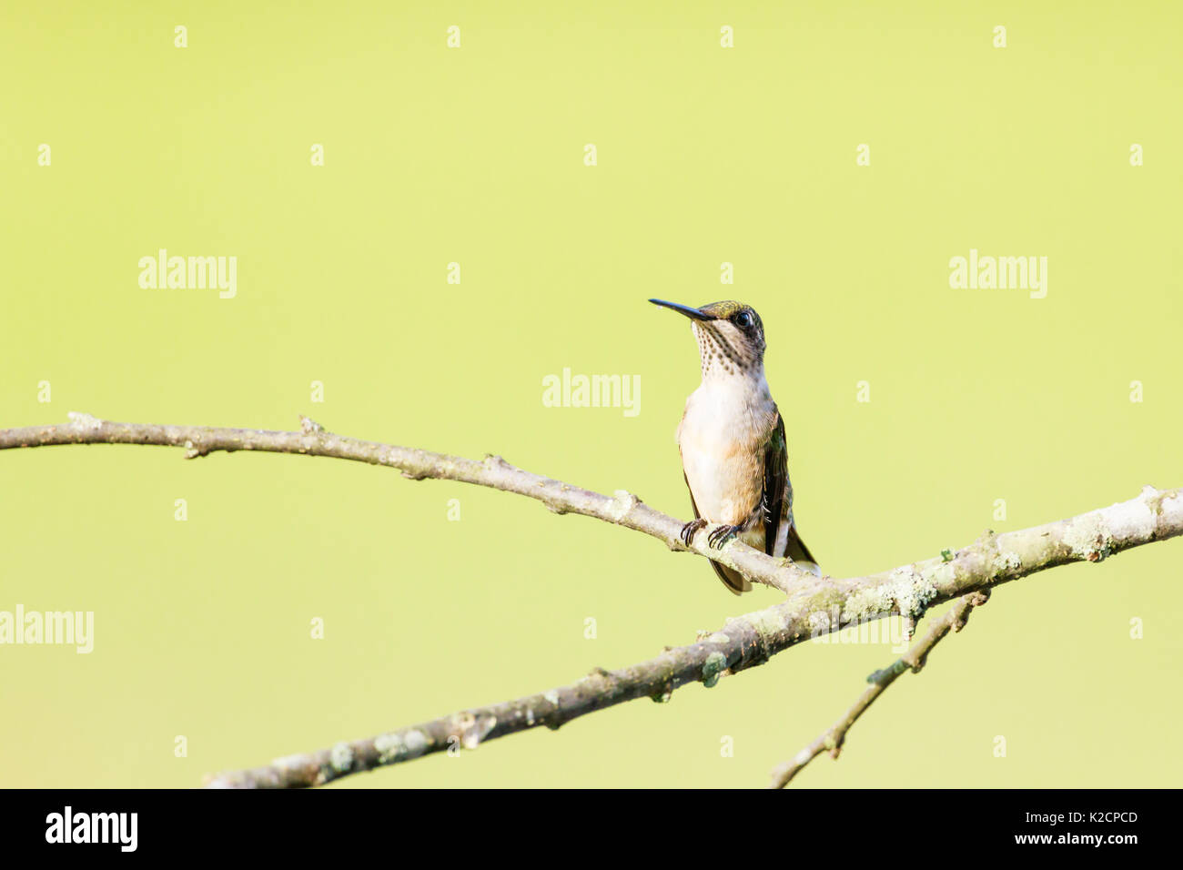 Female Ruby-throated hummingbird, Archilochus colubris, perched on a branch, shot from her front left. Stock Photo