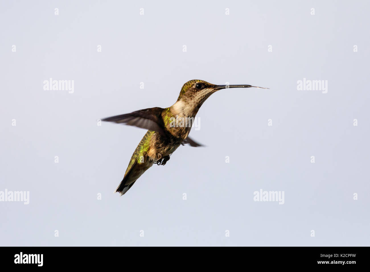 Female Ruby-throated hummingbird, Archilochus colubris, hovering near food source with her beak closed and tongue sticking out, shot from right side Stock Photo