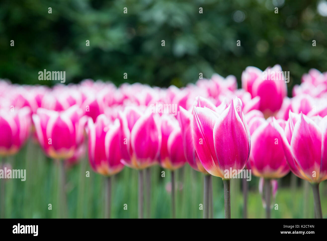 Colorful tulips in the park. Spring landscape Stock Photo - Alamy