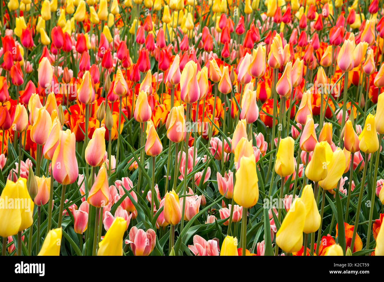 Red and yellow tulips in the garden Stock Photo Alamy