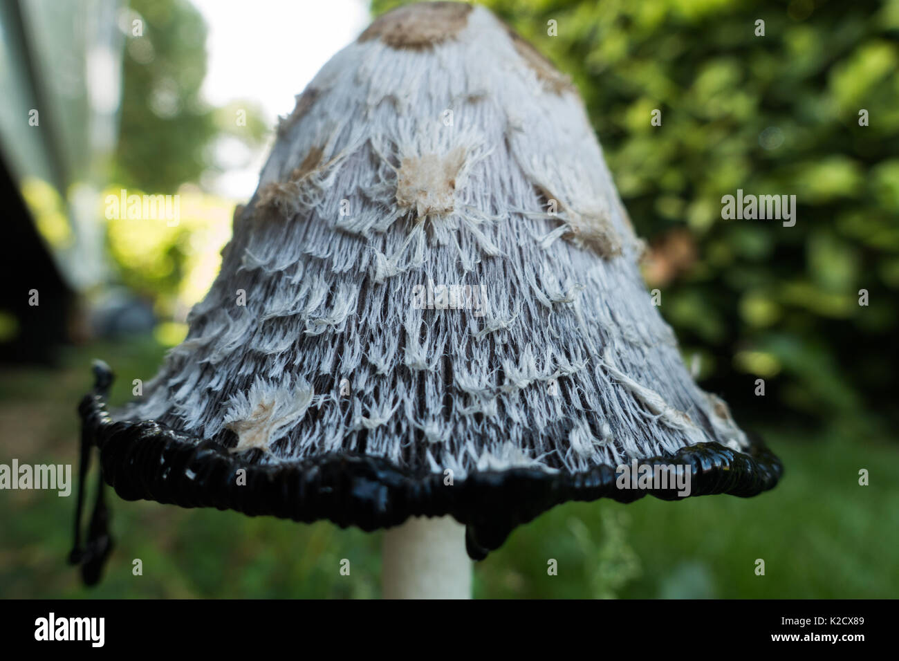 Shaggy Ink Cap, Lawyers Wig, Judges Wig, Coprinus comatus in it's decomposing stage showing the ink dripping from the cap as it deliquesces. Stock Photo