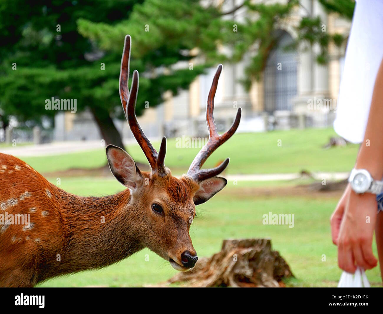 Sacred Nara deer in Nara Park, Japan Stock Photo