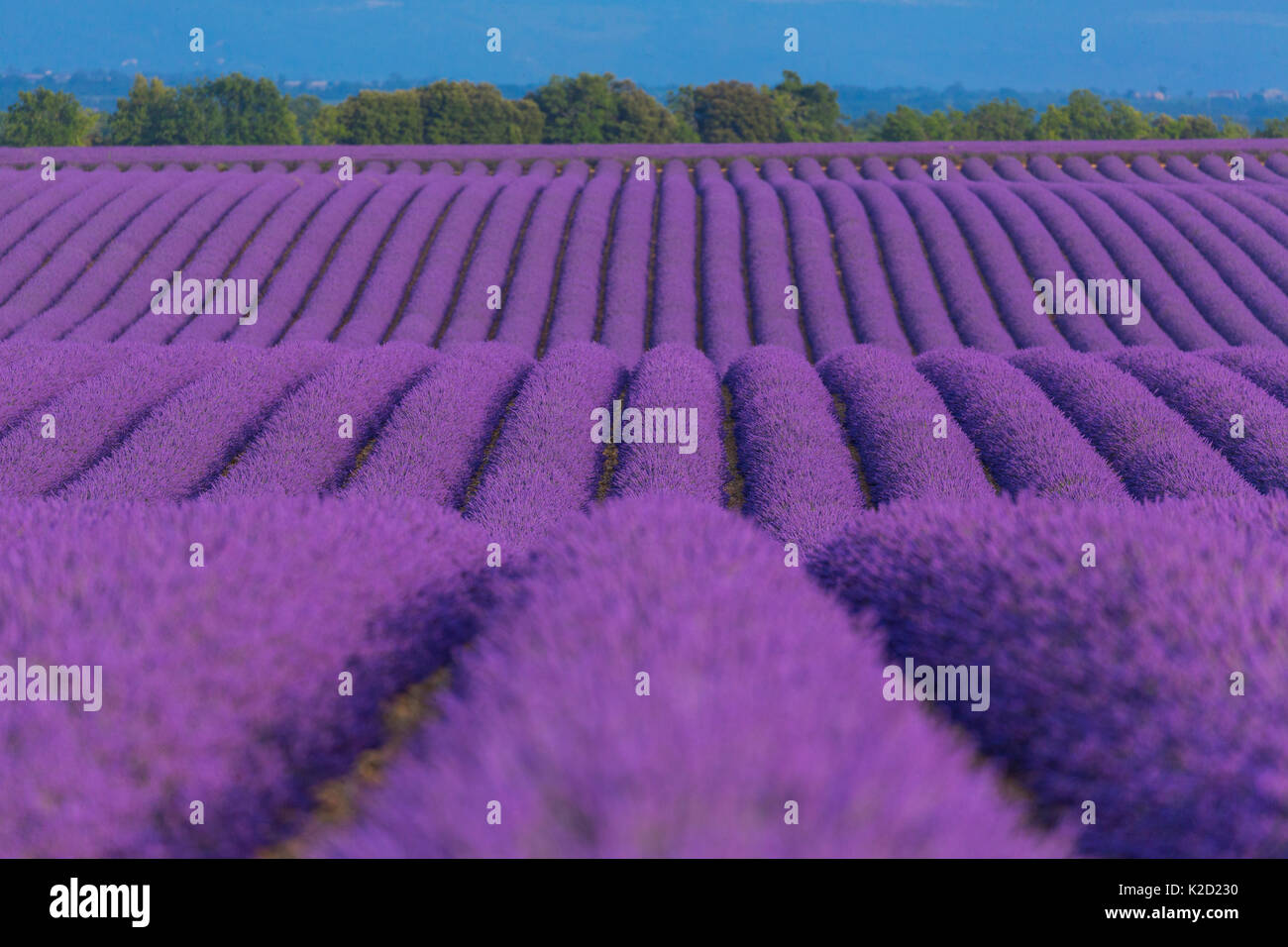 Lavender (Lavendula angustifolia) fields in flower, Valensole Plateau, Alpes Haute Provence, France, July 2015. Stock Photo