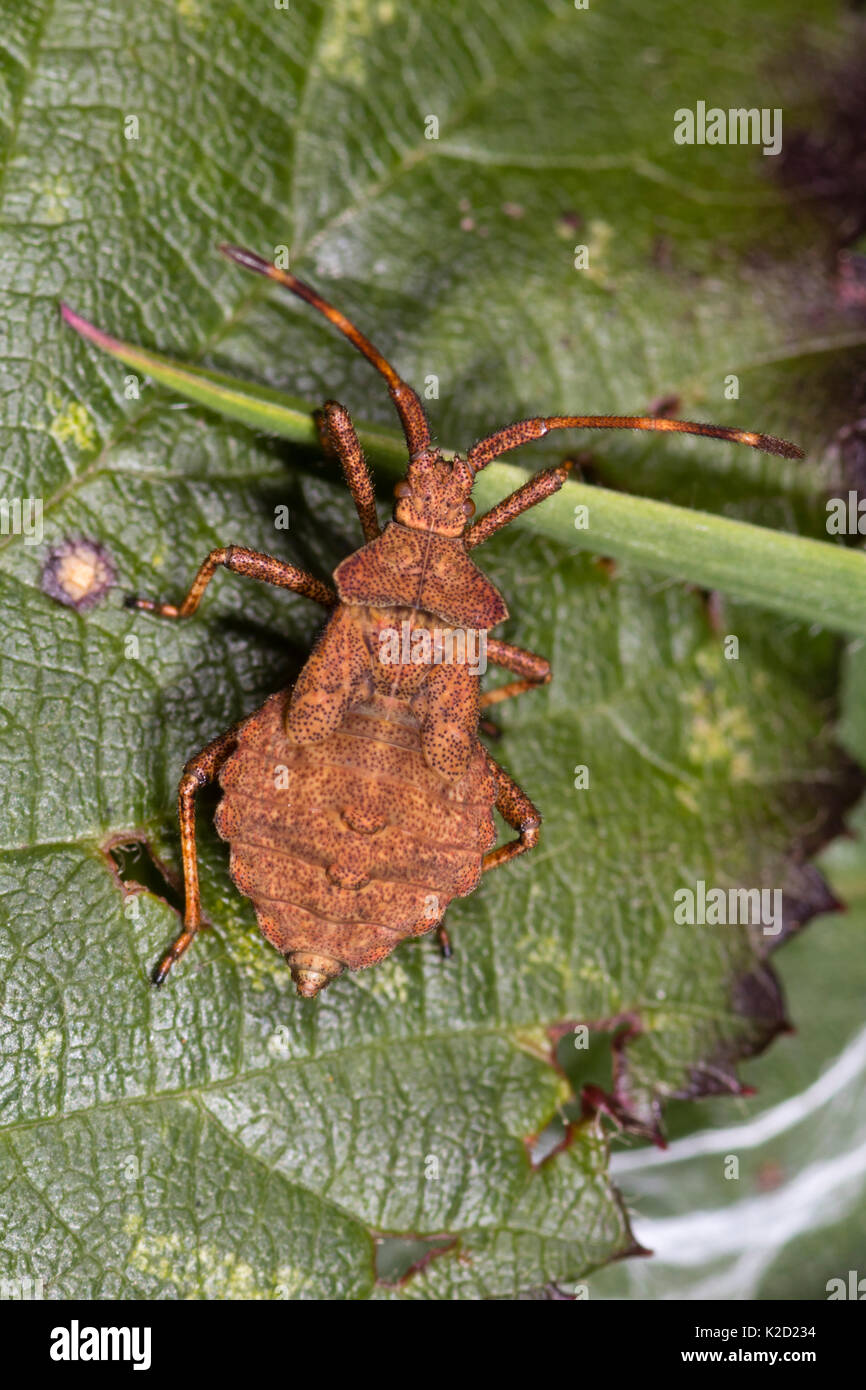 Spotted brown body of a late instar nymph of the Dock bug, Coreus marginatus Stock Photo