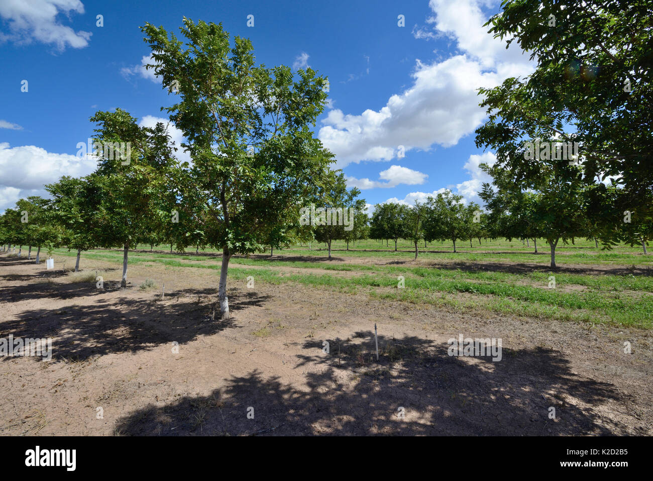 Plantation of Pistachio trees (PIstacia vera) in the desert, near San Simon. Arizona, USA