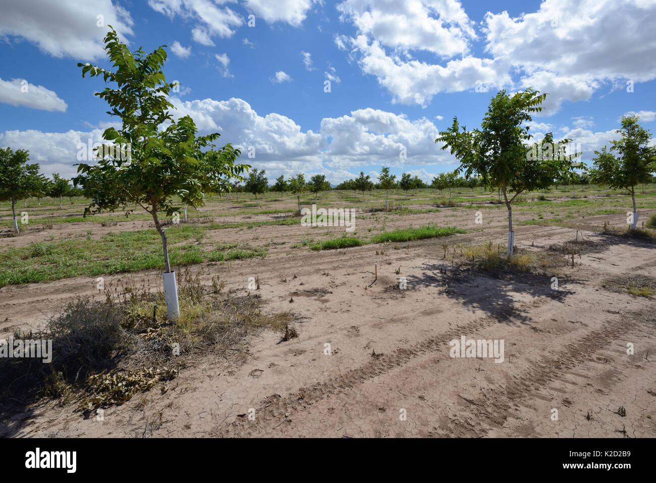 Plantation of Pistachio trees (PIstacia vera) in the desert, near San Simon. Arizona, USA