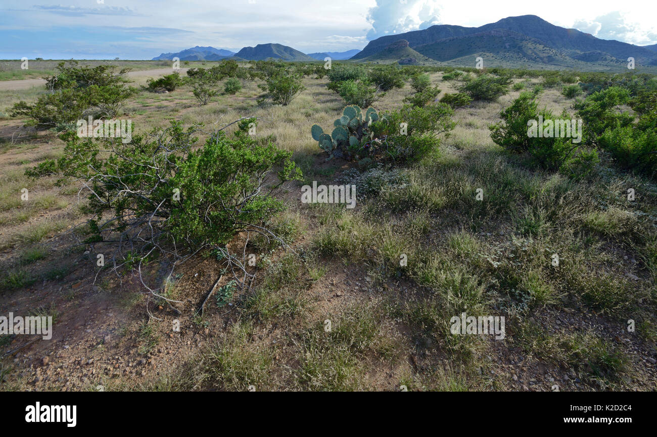 Desert near San Simon, Arizona, USA. September 2013 Stock Photo Alamy