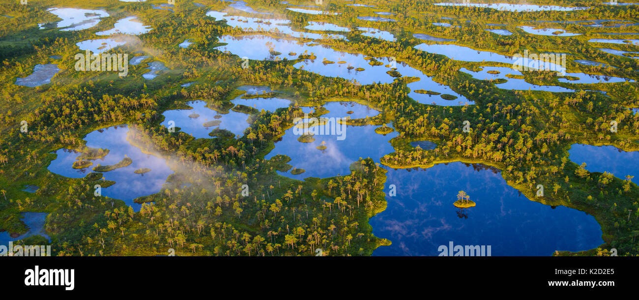 Aerial view of foggy bog pools at sunrise in Kemeri bog, Kemeri Nature Reserve, Latvia, July 2013. Stock Photo