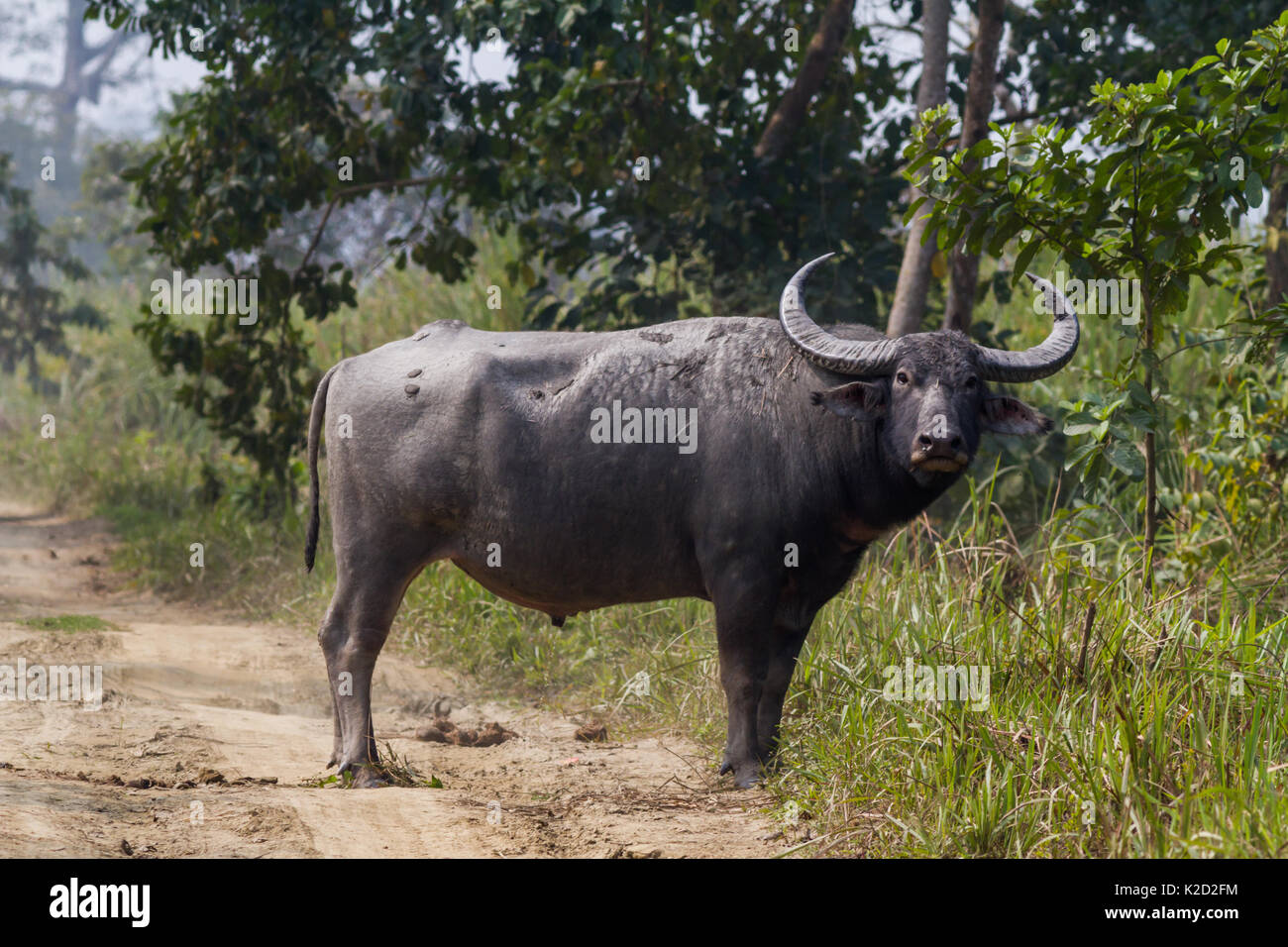 The wild water buffalo (Bubalus arnee) in Kaziranga National Park, Assam, India Stock Photo