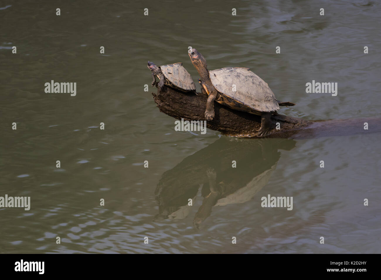The Assam roofed turtle (Pangshura sylhetensis) also known as Sylhet roofed turtle  in the Brahmaputra river in Kaziranga National Park, Assam, India Stock Photo