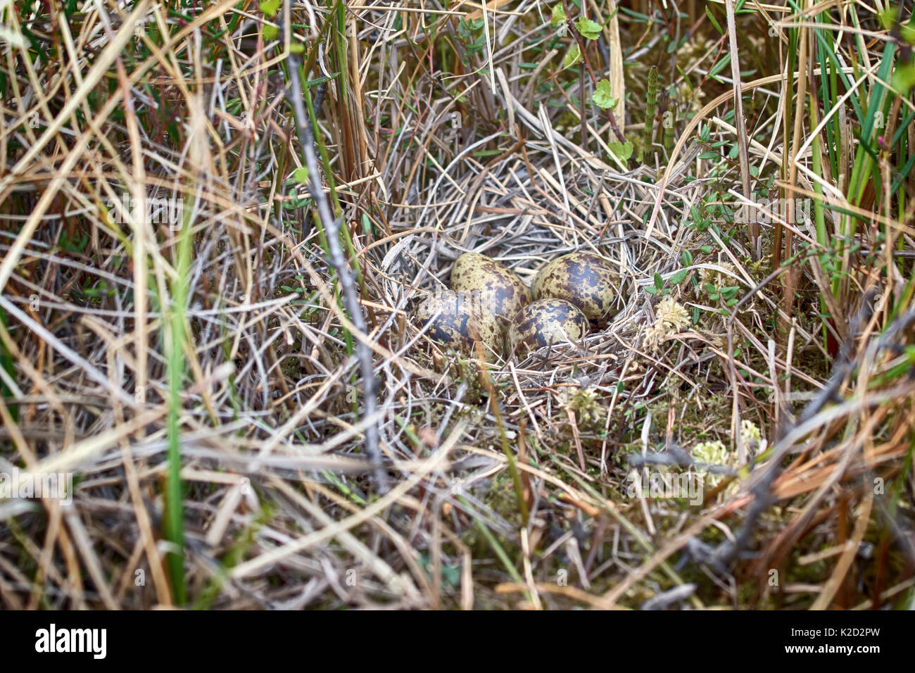 Eggs of different species of birds. Guide. European snipe nest in sedge swamp. Such nest only be detected accidentally because careful bird and crypti Stock Photo