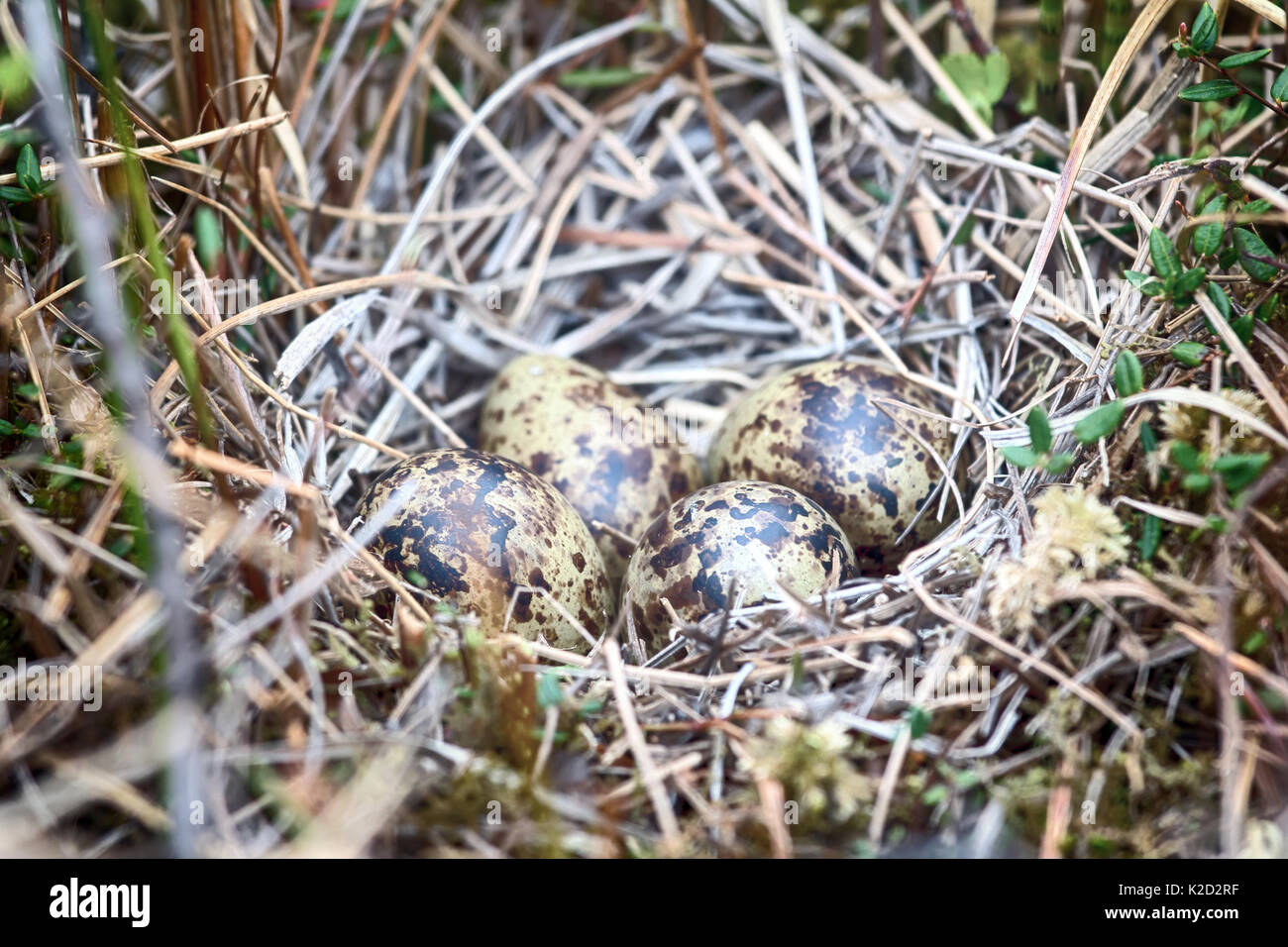 Eggs of different species of birds. Guide. European snipe nest in sedge swamp. Such nest only be detected accidentally because careful bird and crypti Stock Photo