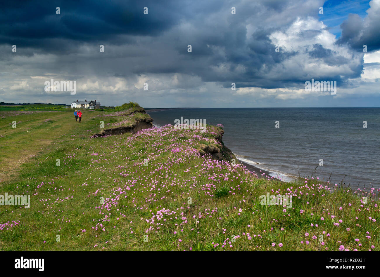 Couple in the distance walking along coastal path with Sea thrift (Armeria maritima) at Weybourne, Norfolk, England, UK, May. Stock Photo