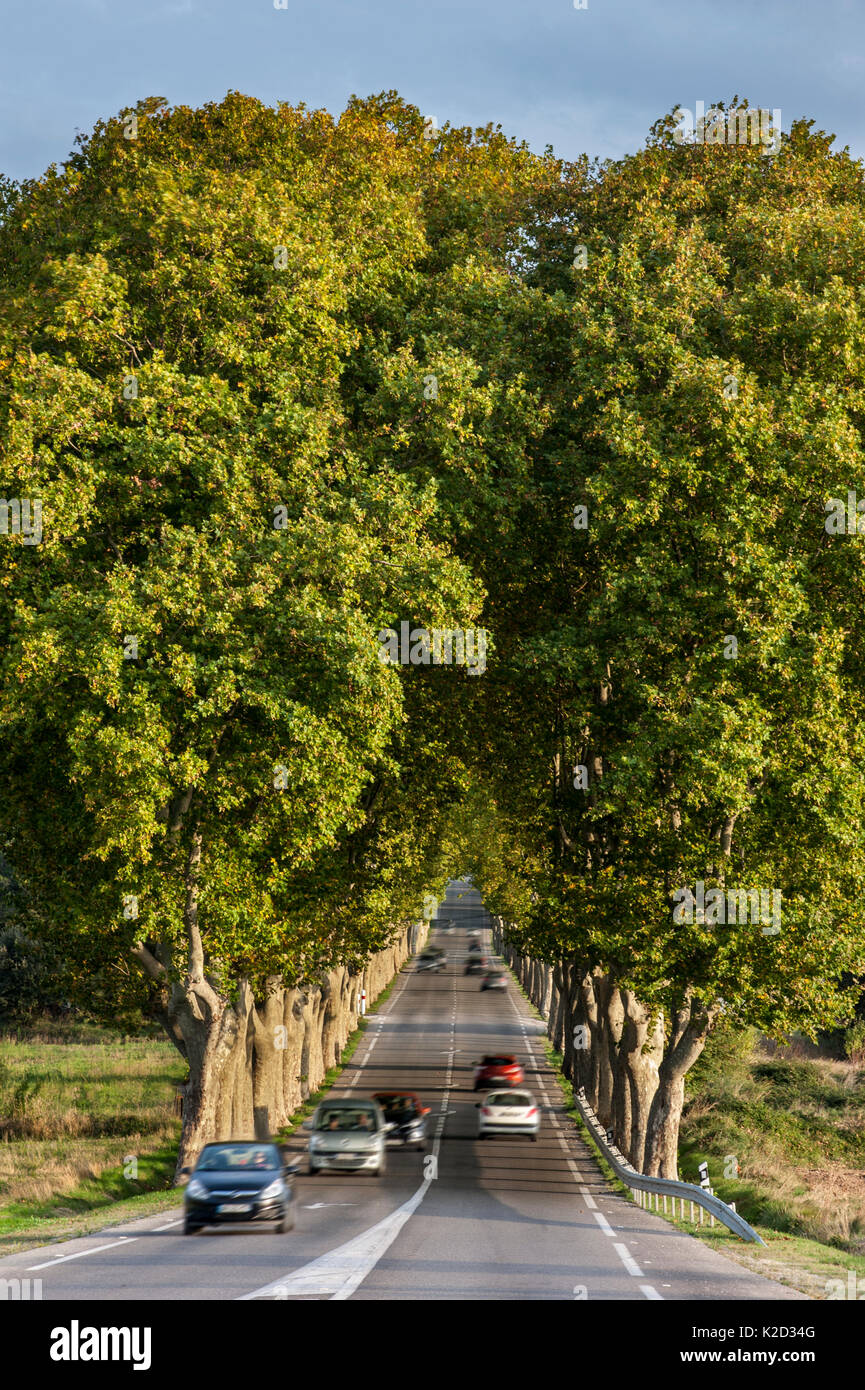 Plane trees (Platanus × acerifolia) bordering the French Route Nationale 7 / RN7 road, France, October 2014 Stock Photo
