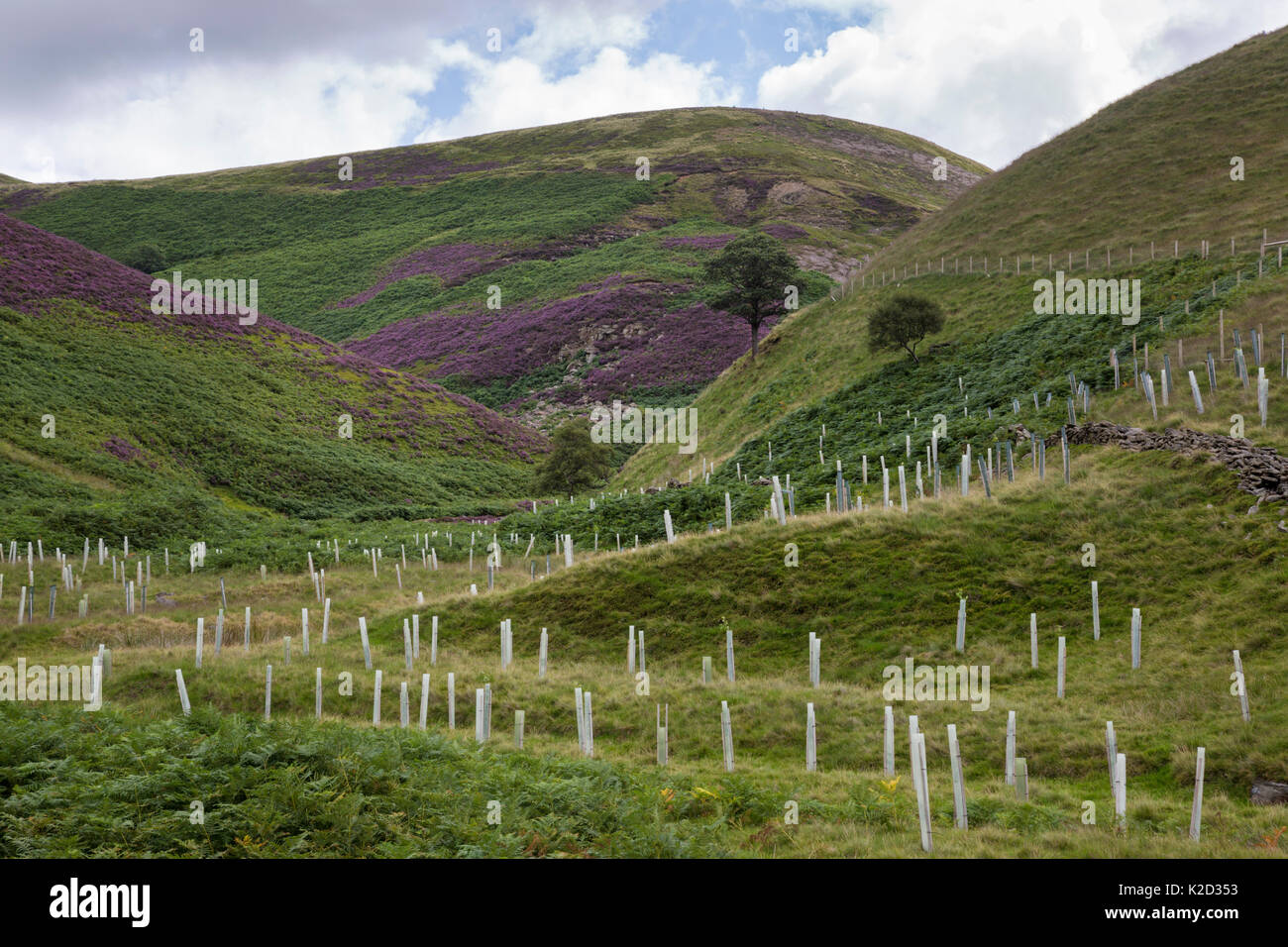 Native tree planting in Cranberry Clough, Howden Moors. Peak District National Park, Derbyshire, UK. August 2015. Stock Photo