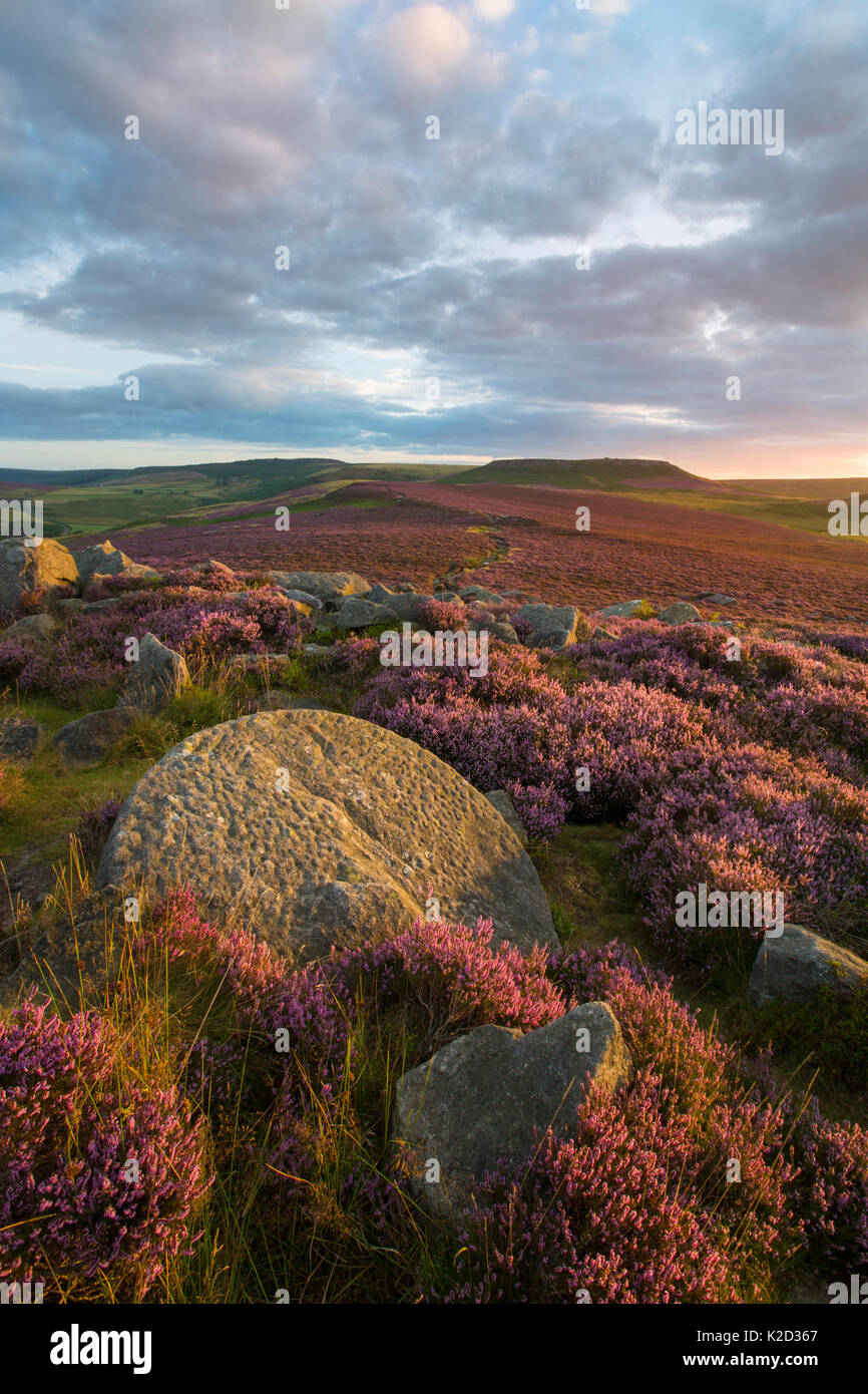 View towards Higger Tor from Over Owler Tor with heather in full bloom. Abandoned millstone can be seen in the foreground. Peak District National Park, Derbyshire, UK. August 2015. Stock Photo
