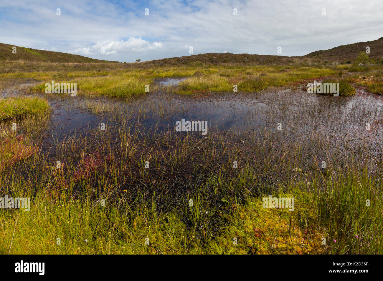 Heathland pool surrounded by sphagnum moss. Godlingston Heath National Nature Reserve, Dorset, UK. August 2015. Stock Photo