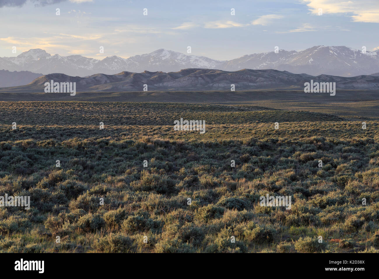 Sagebrush-steppe and the Wind River Range. Sublette County, Wyoming,  USA, June. Stock Photo