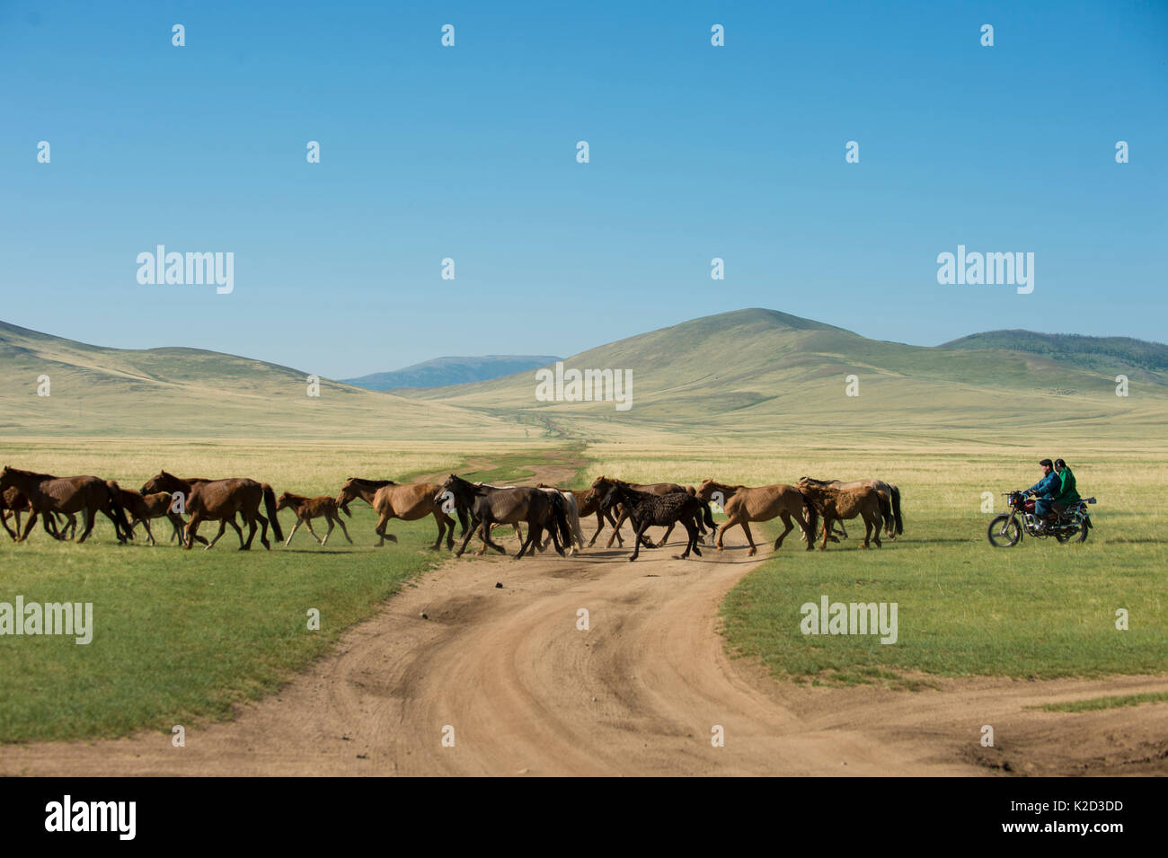 Mongolian people carrying domestic horses and livestock, Gobi desert, South Mongolia. June. Stock Photo