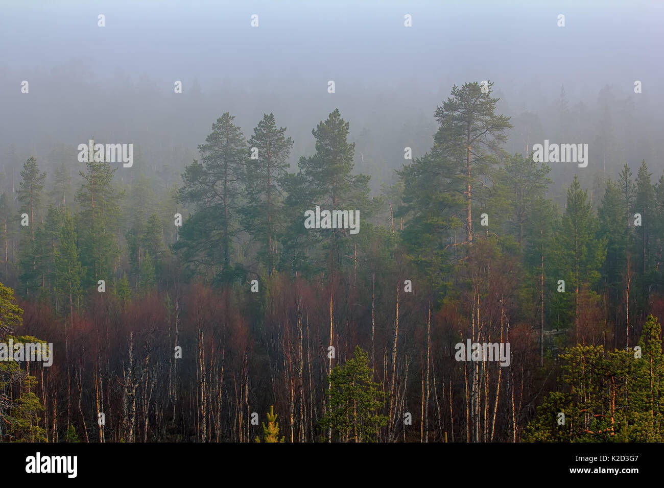 Light-coniferous taiga (predominance of Lapland pine, Pinus friesiana), boreal forest in Scandinavia. Misty spring morning in may, forest landscape Stock Photo