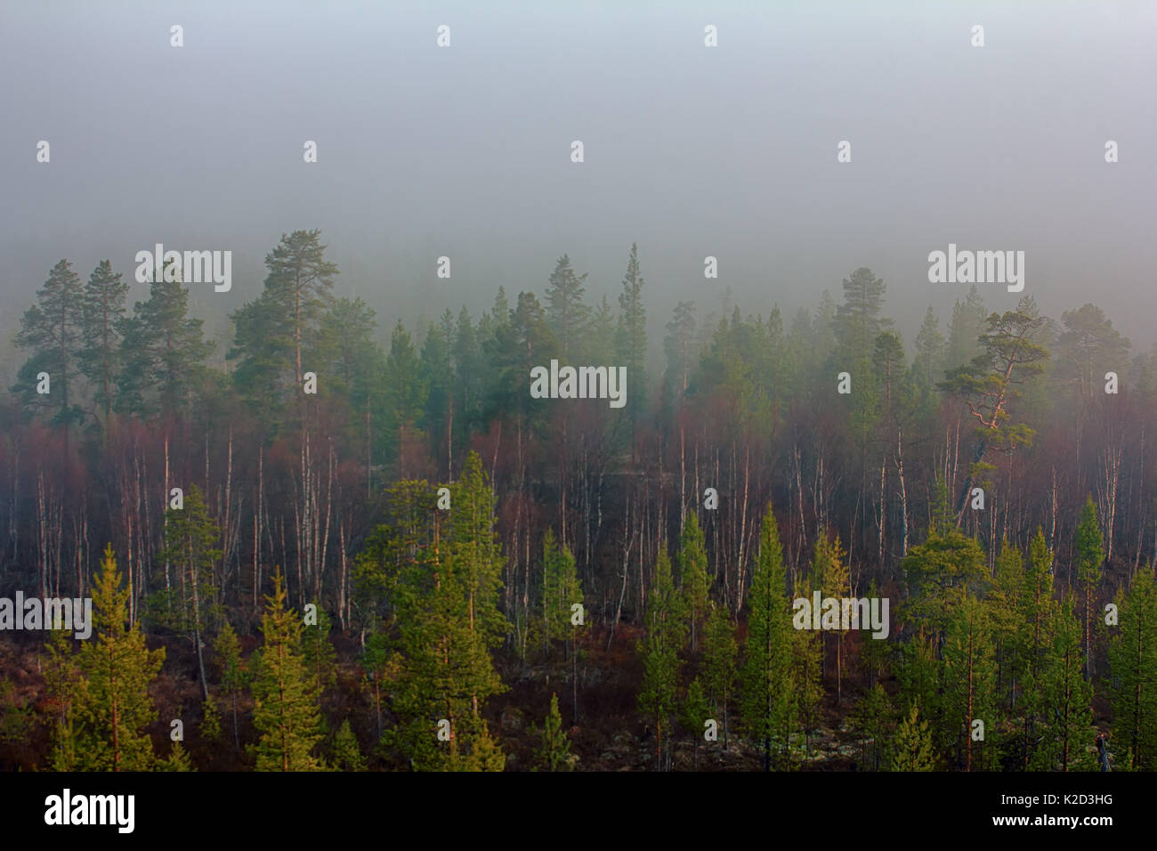 Light-coniferous taiga (predominance of Lapland pine, Pinus friesiana), boreal forest in Scandinavia. Misty spring morning in may, forest landscape Stock Photo